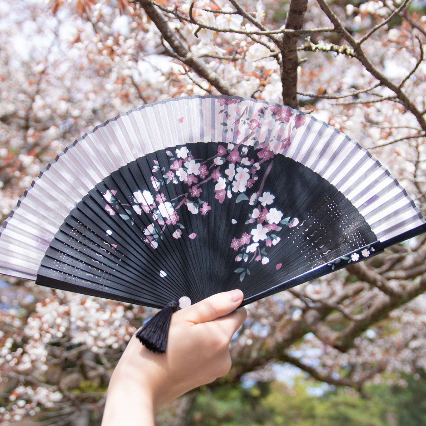 扇子 姫桜 扇子セット ブラック イメージ画像