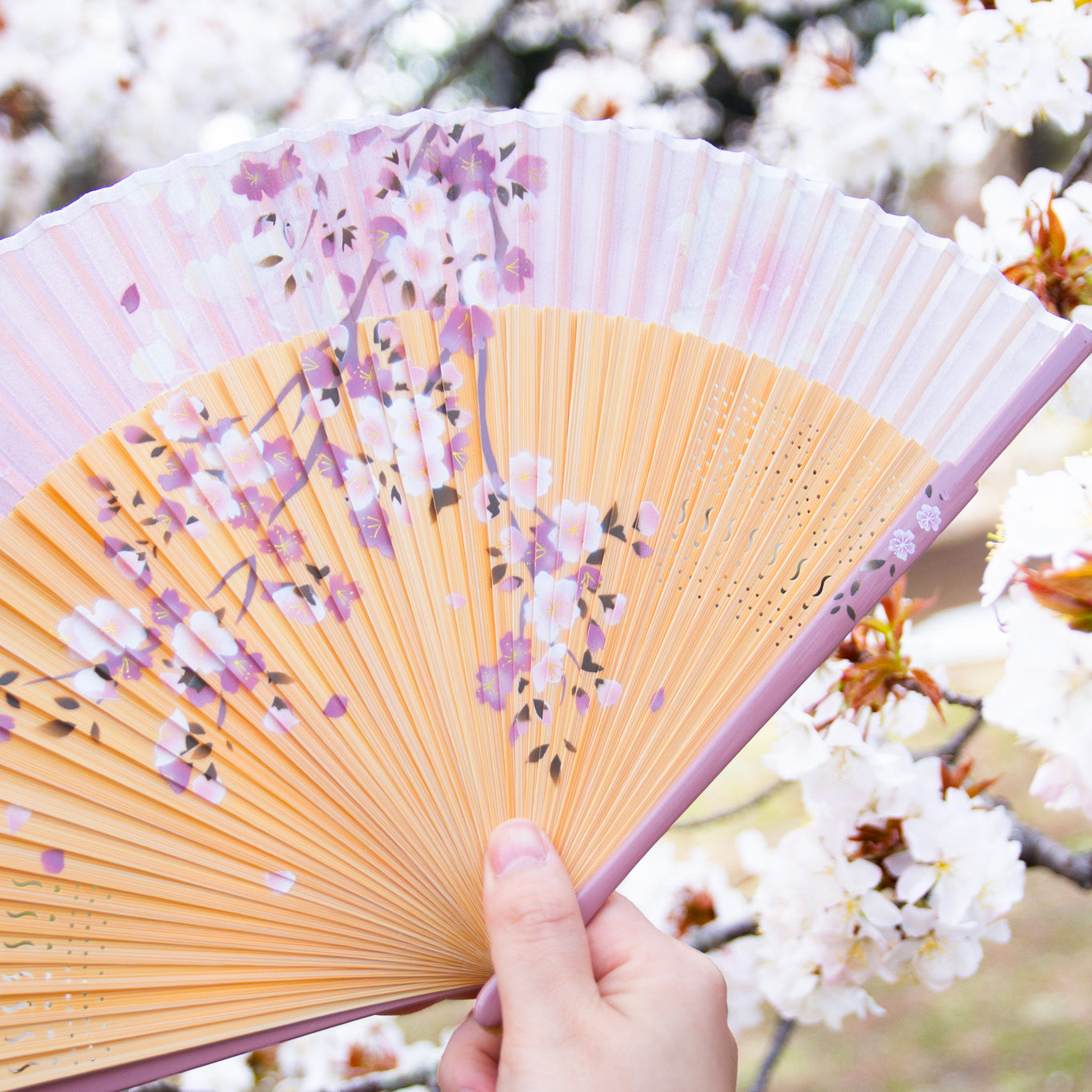扇子 姫桜 扇子セット ピンク イメージ画像