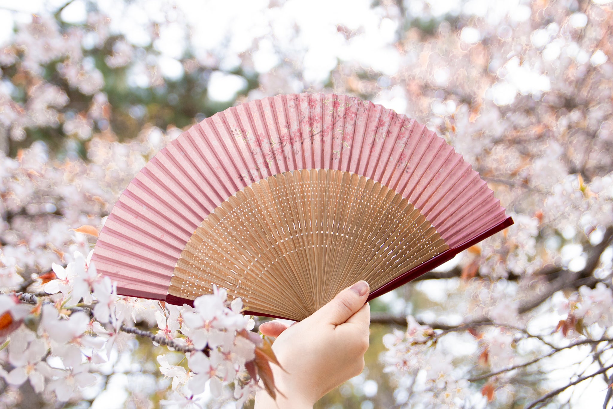 みはる 扇子セット（全3種類） – 白竹堂オンラインショップ