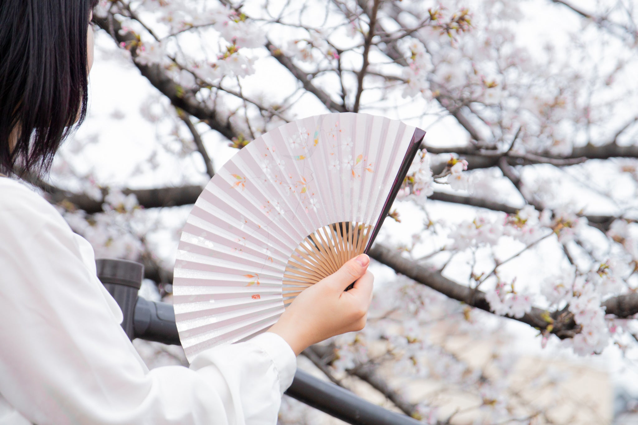 扇子 20本まとめ 白竹堂/白檀扇/京扇子 和装 和服 舞扇子 和装