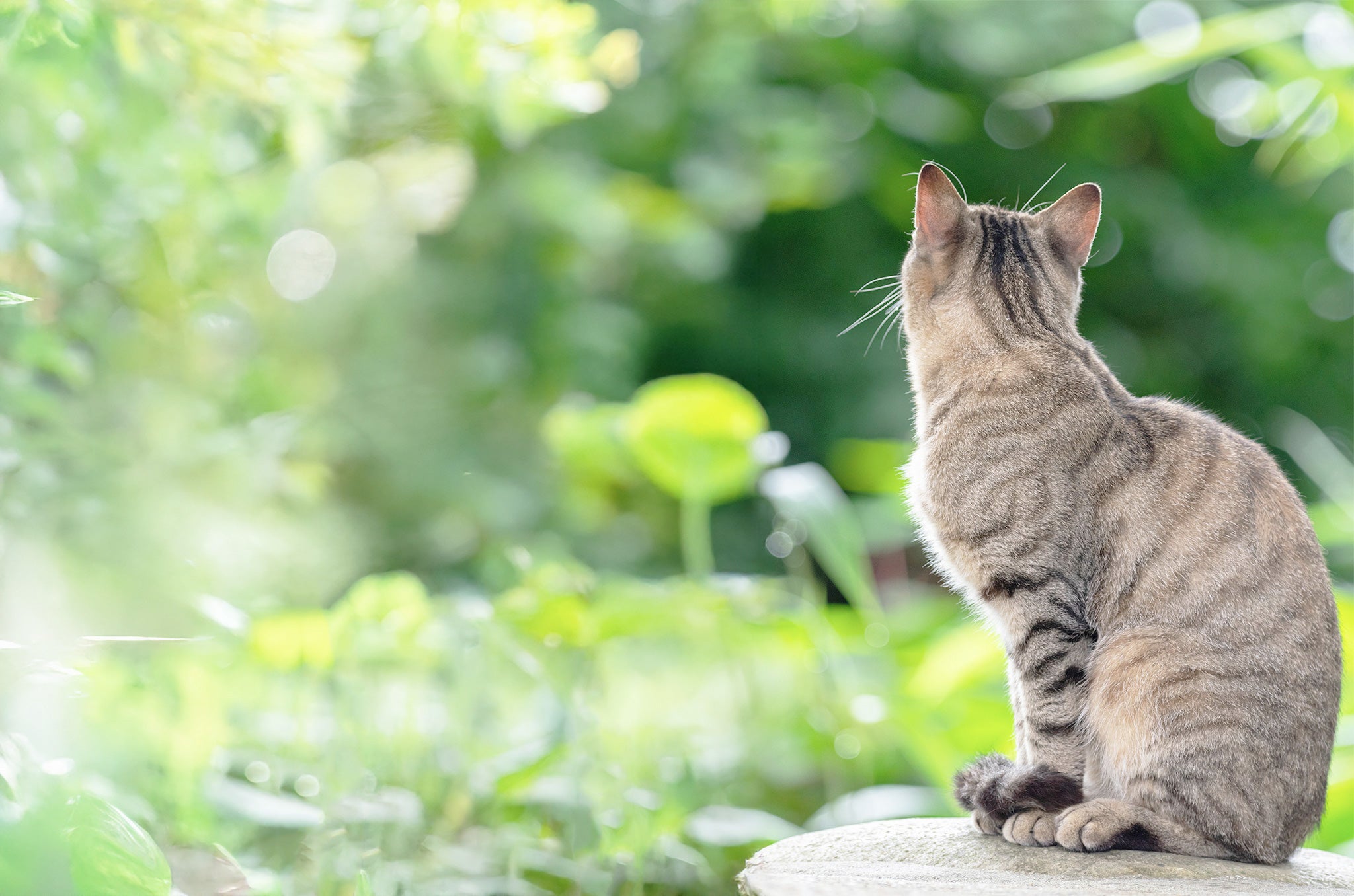 猫の扇子コレクション – 白竹堂オンラインショップ