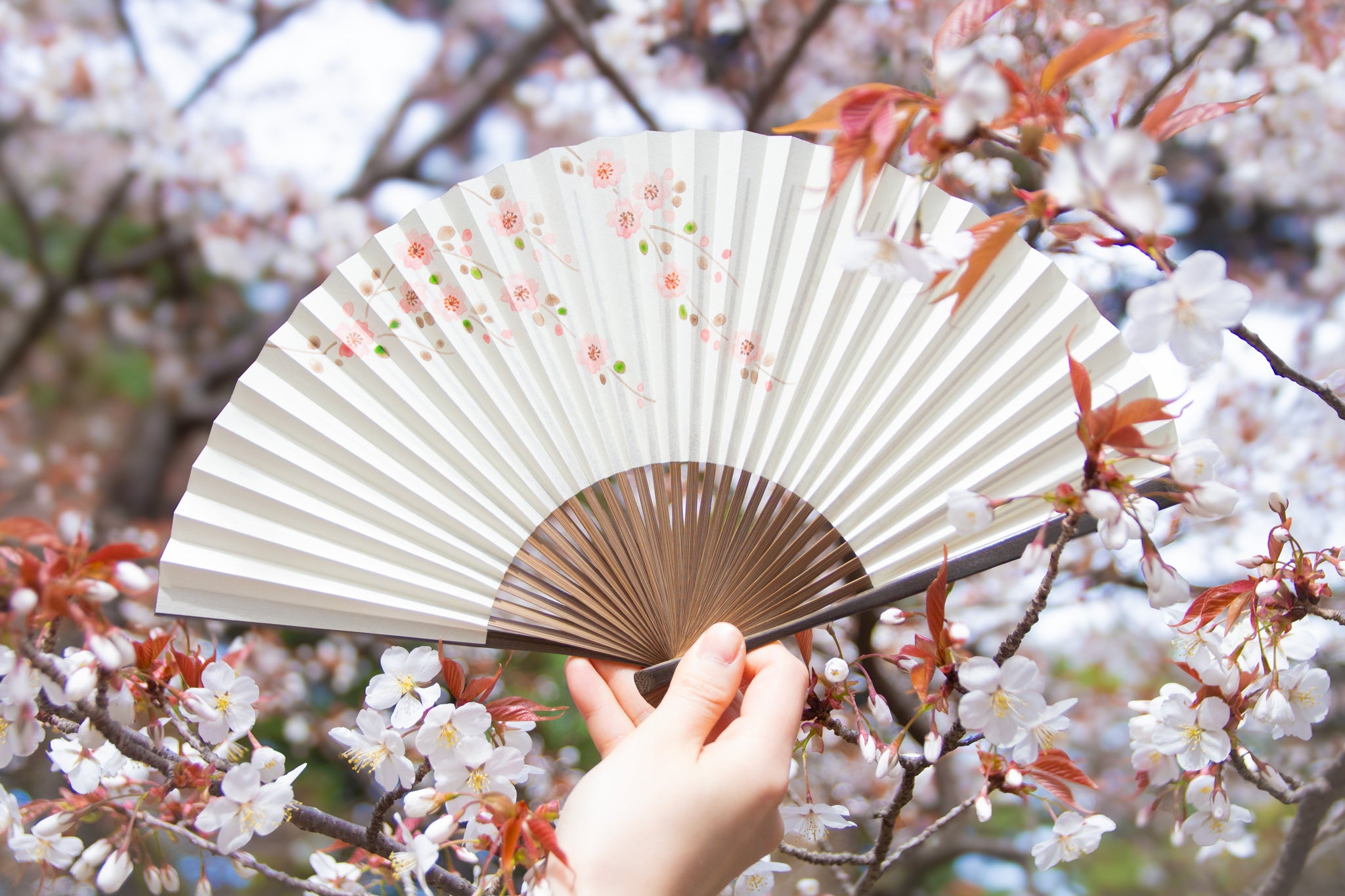 桜の扇子特集 – 白竹堂オンラインショップ